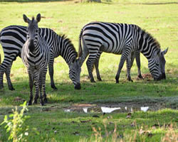 Calauit Safari - Coron Package Tour Philippines