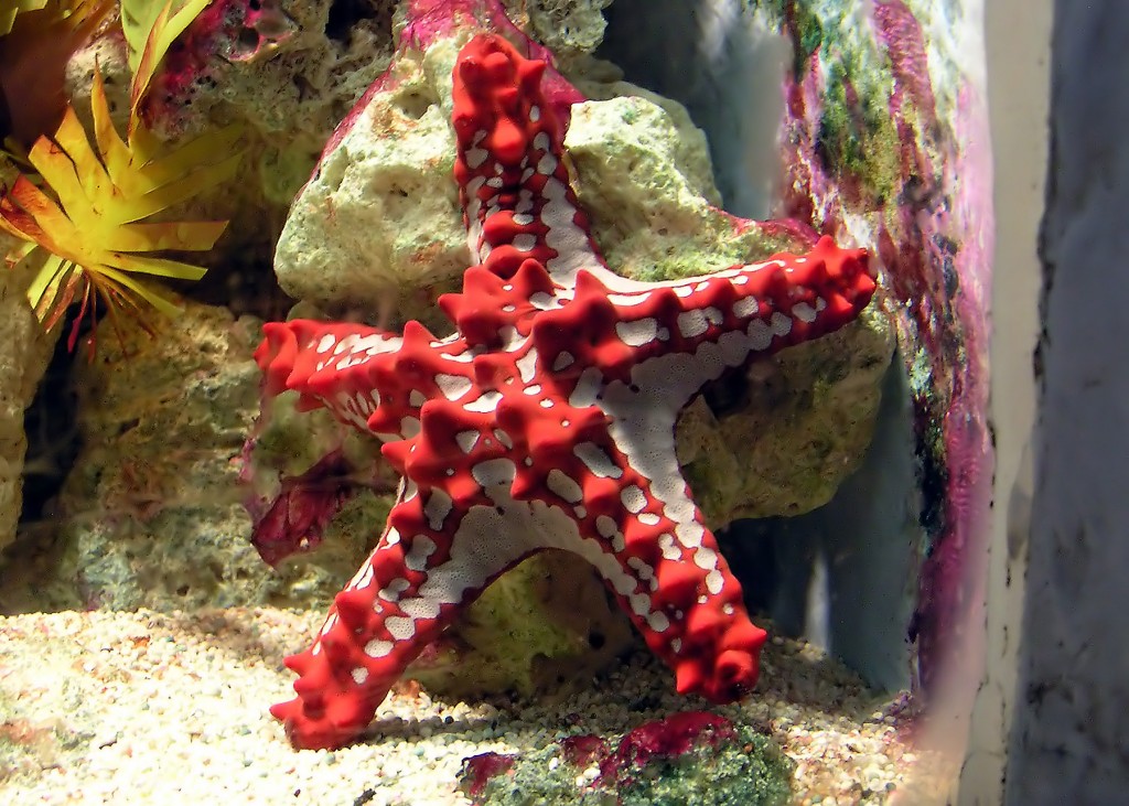 starfish island,palawan