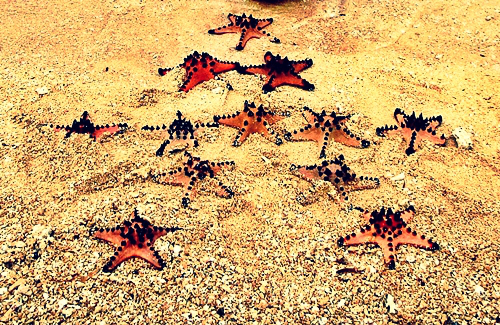 sea stars in Starfish Island